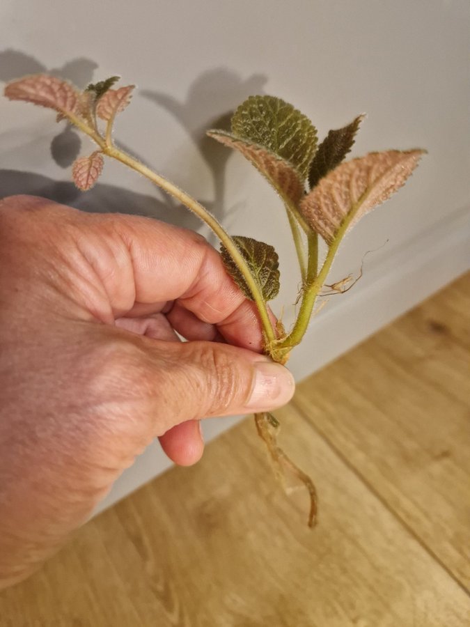 Episcia kopparblad rotad stickling