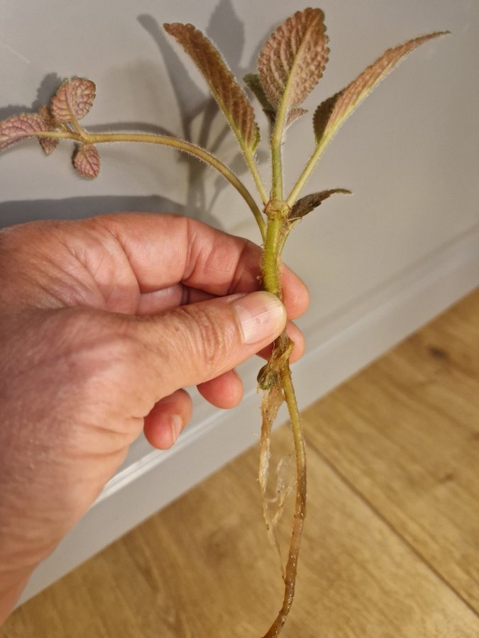 Episcia kopparblad rotad stickling