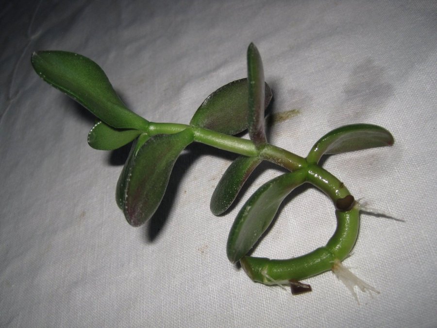 PARADISTRÄD - Penningträd - Crassula ovata - 1 st rotad stickling