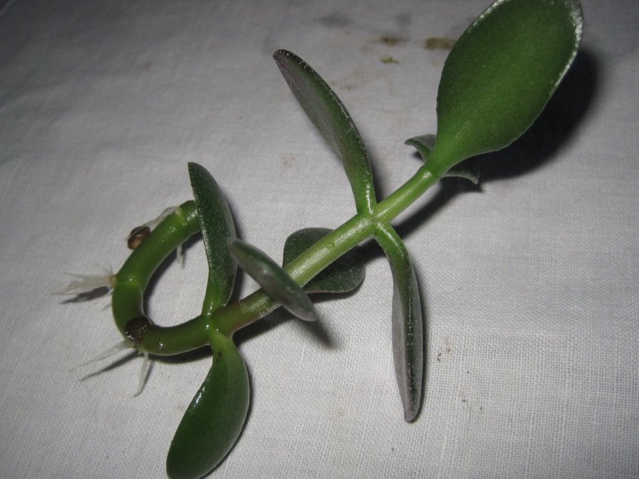 PARADISTRÄD - Penningträd - Crassula ovata - 1 st rotad stickling