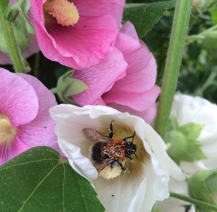 Stockros mer än 50 frö fröer Olika Rosa nyanser frön stockrosor perenn blomma