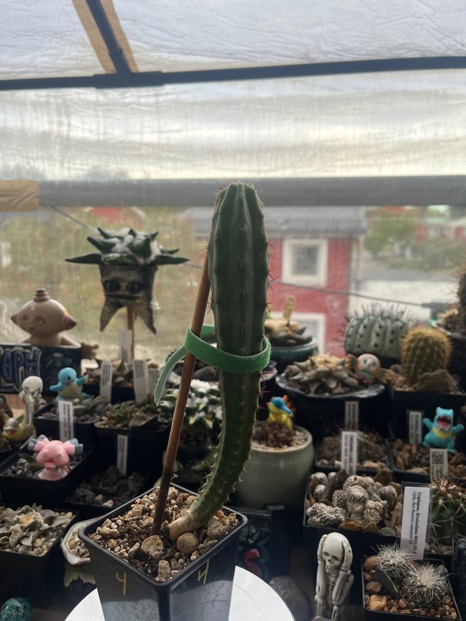 Trichocereus. bridgesii/bolivian torch