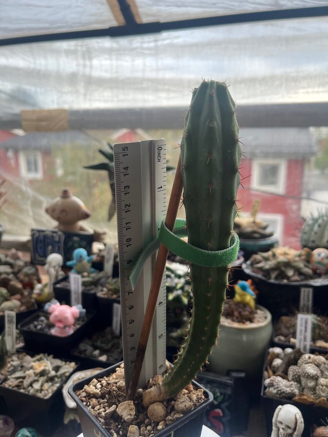 Trichocereus. bridgesii/bolivian torch