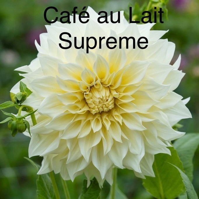 Dahlia knöl 'Café au Lait Supreme'