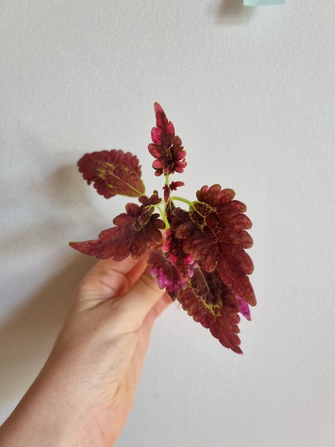 Palettblad Victorian Ruffles Coleus Stickling