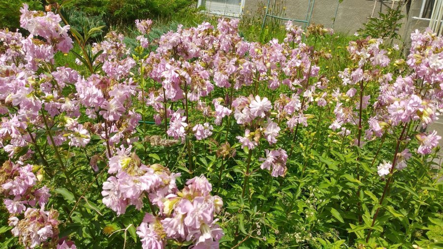 10 plantor Såpnejlika Saponaria officinalis DOFTAR FANTASTISKT