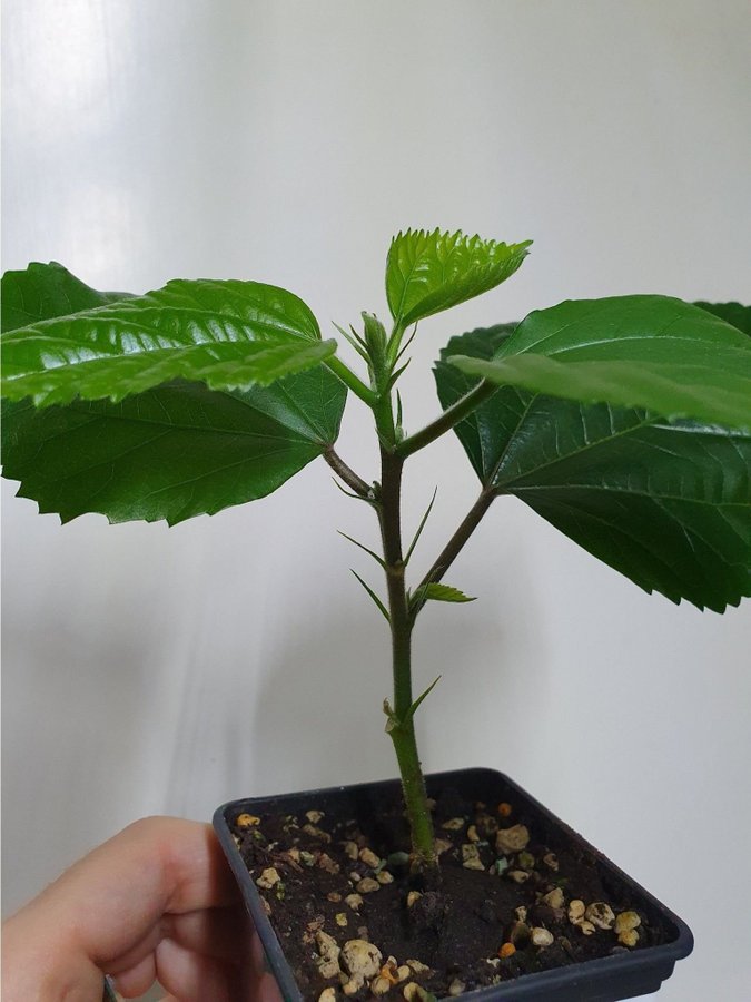 Hibiskus 'Rosa Kona'