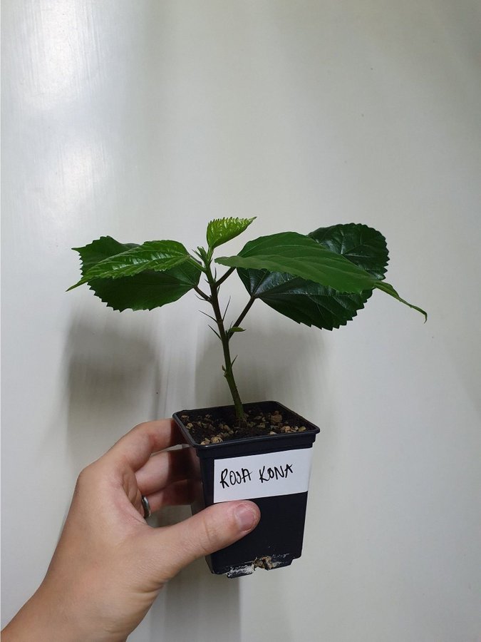 Hibiskus 'Rosa Kona'