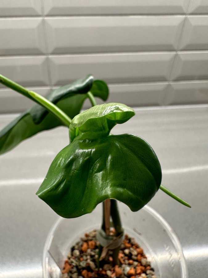 Philodendron Bipenifolium