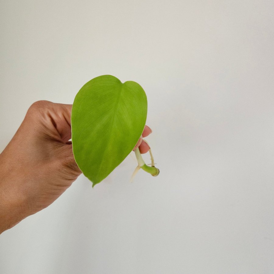 Monstera Monstera deliciosa serriena var Hawain form stamstickling