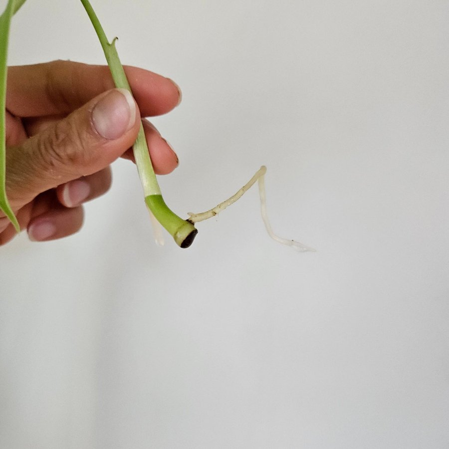 Monstera Monstera deliciosa serriena var Hawain form stamstickling