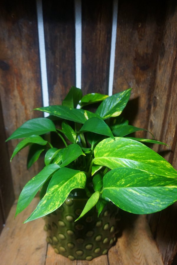 Epipremnum aureum 'Golden Queen'. Gullranka