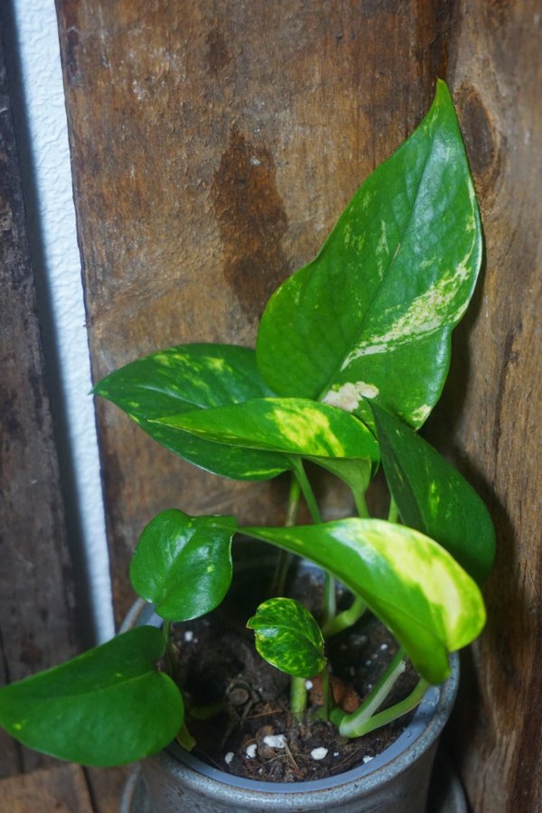 Epipremnum aureum 'Golden Queen'. Gullranka