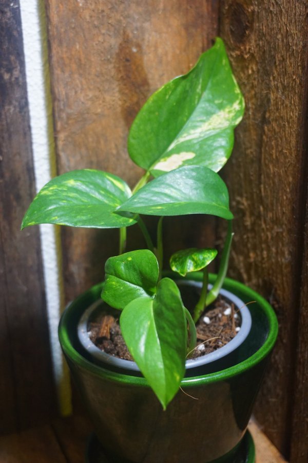 Epipremnum aureum 'Golden Queen'. Gullranka