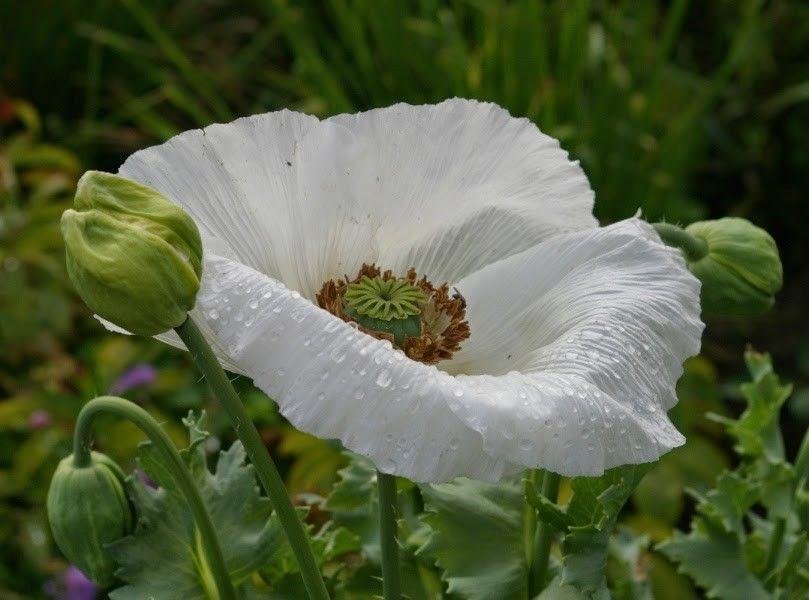 Sissinghurst White Poppy 30 frön P Somniferum L Härdig sort från Kalifornien