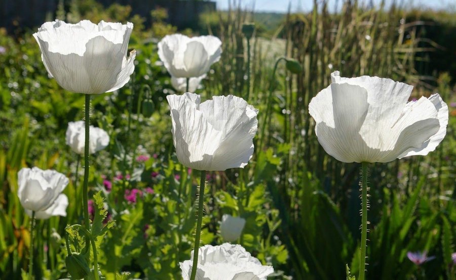 Sissinghurst White Poppy 30 frön P Somniferum L Härdig sort från Kalifornien