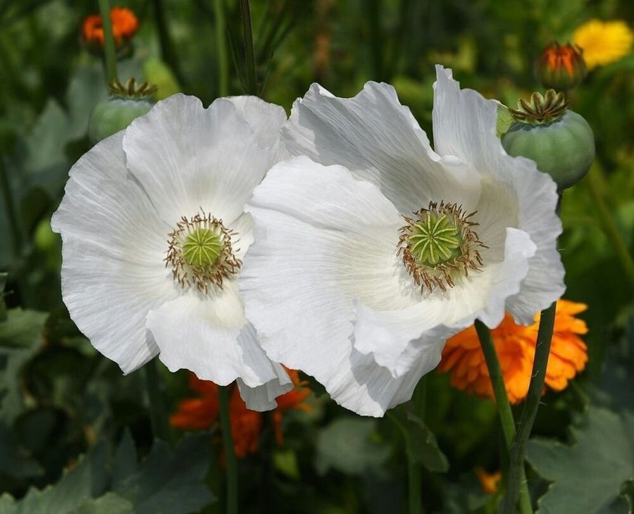 Sissinghurst White Poppy 30 frön P Somniferum L Härdig sort från Kalifornien