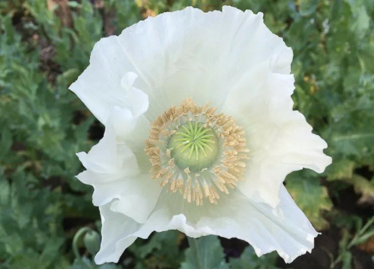 Sissinghurst White Poppy 30 frön P Somniferum L Härdig sort från Kalifornien