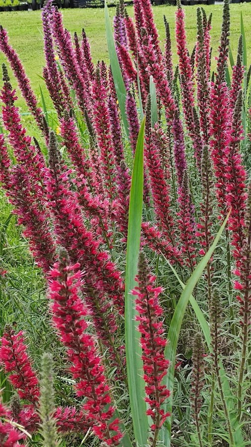 En Dröm Viper Bugloss ( echium russicum )