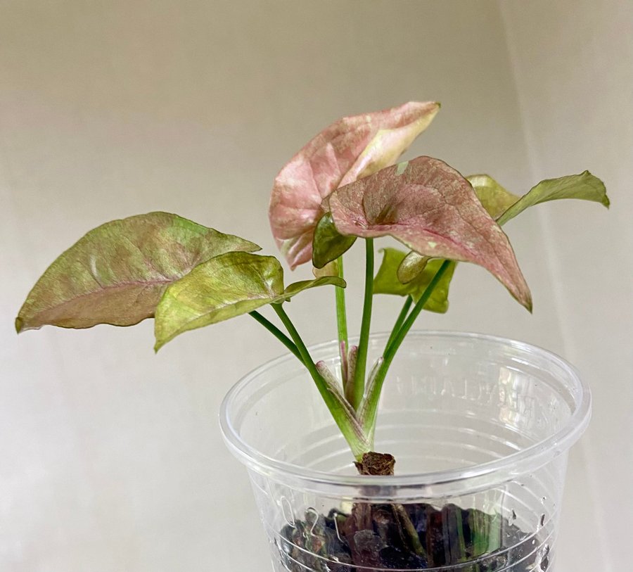 Syngonium Pink Cloud