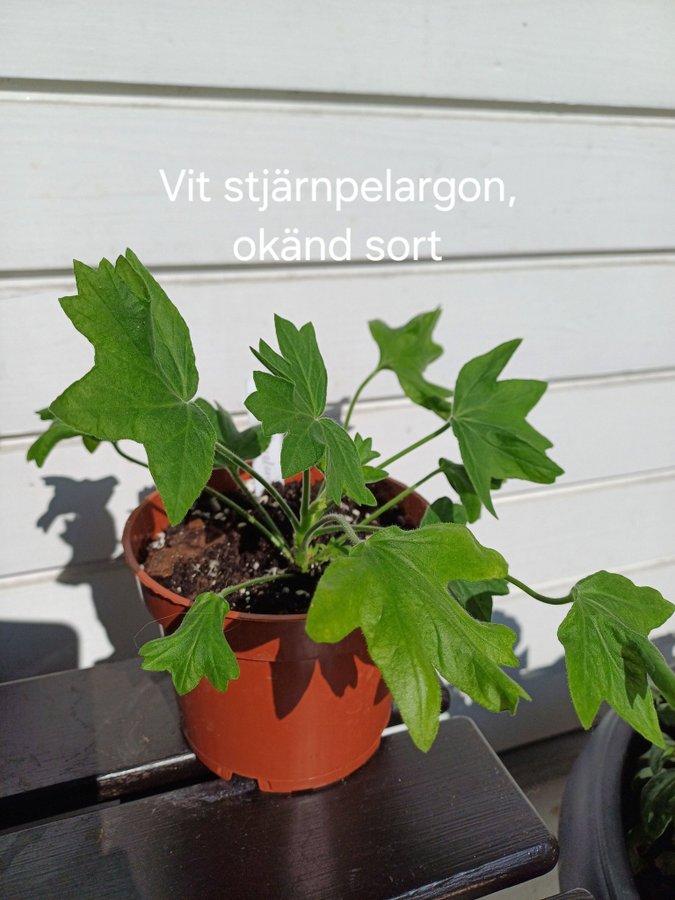 Vit stjärnpelargon okänd sort planta