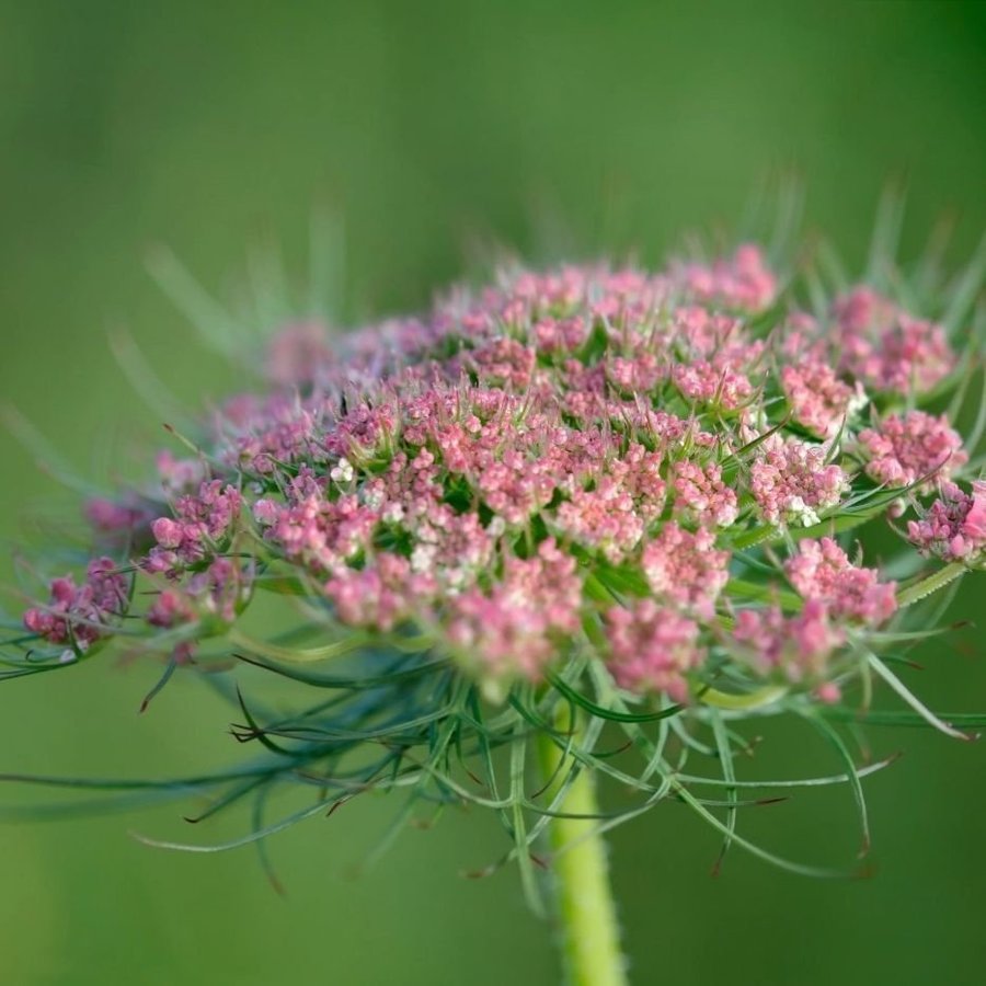 Blomstermorot älskas av pollinerare