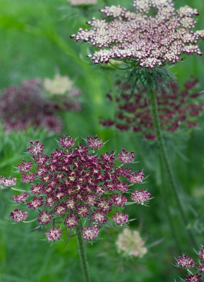 Blomstermorot älskas av pollinerare