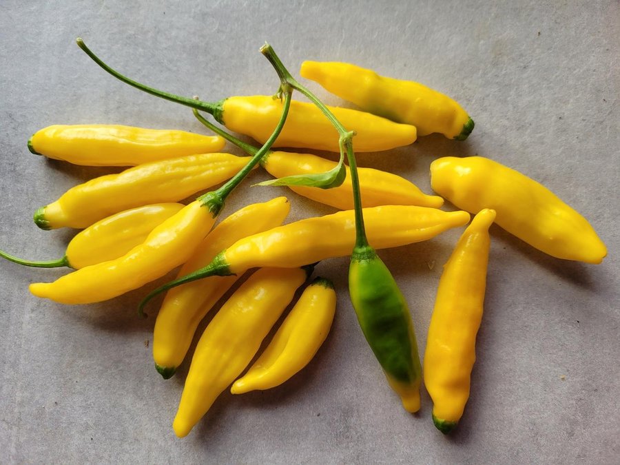 Chilipeppar Hot Lemon, höjd ca 1,5 m, 10 frön