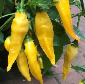 Chilipeppar Hot Lemon, höjd ca 1,5 m, 10 frön