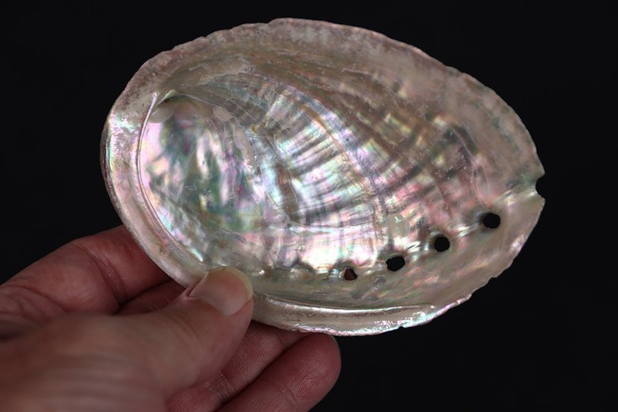 Havsöron (Paua Abalone)(Öronsnäcka) - 47 gram