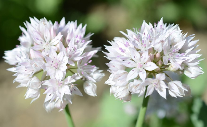 Allium Gracefull Beauty, 8 lökar.