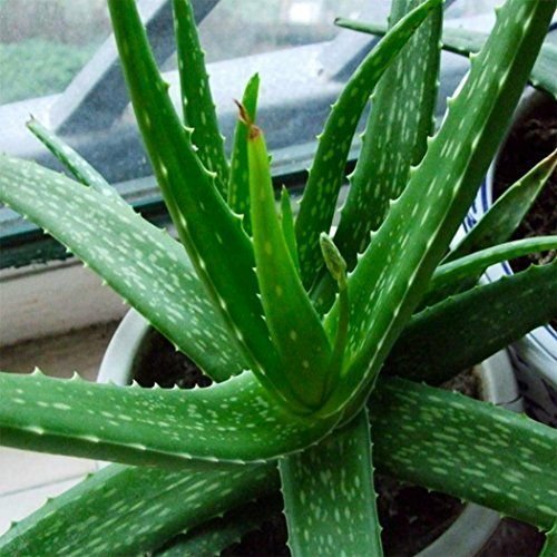 Aloe Vera fröer lättodlad växt