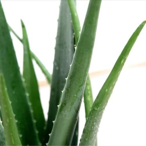 Aloe Vera fröer lättodlad växt