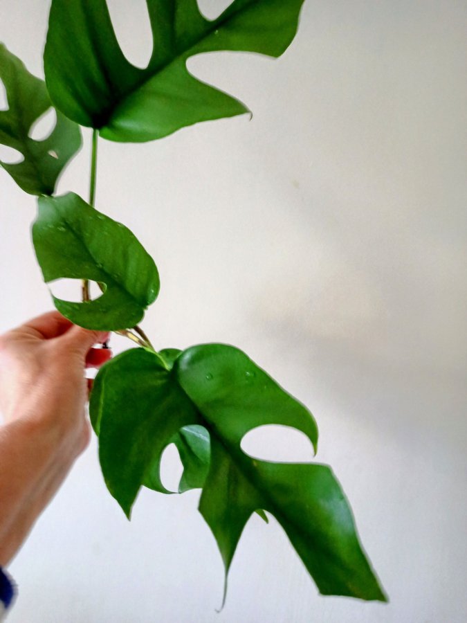 MONSTERA Rhaphidophora " TETRASPERMA","- stickling