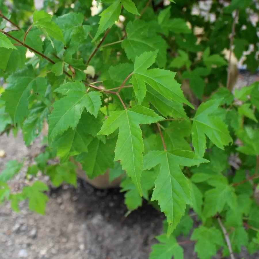 Ginnalalönn acer ginnala frön 10 stycken