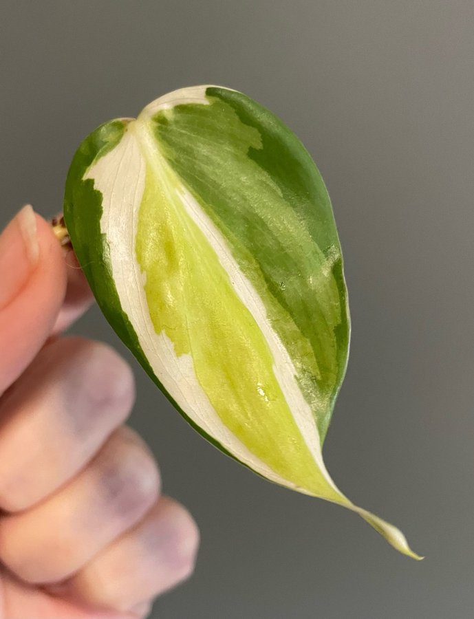 Philodendron cream splash stamstickling