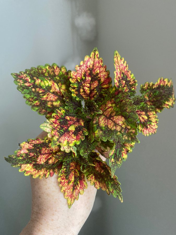 3 st PIÑATA *palettblad*coleus*