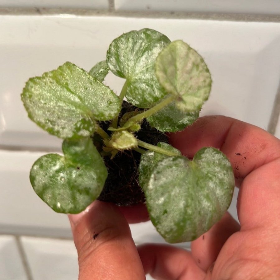 Begonia nolah