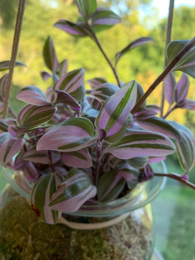 Tradescantia Mundula Fairy Wings