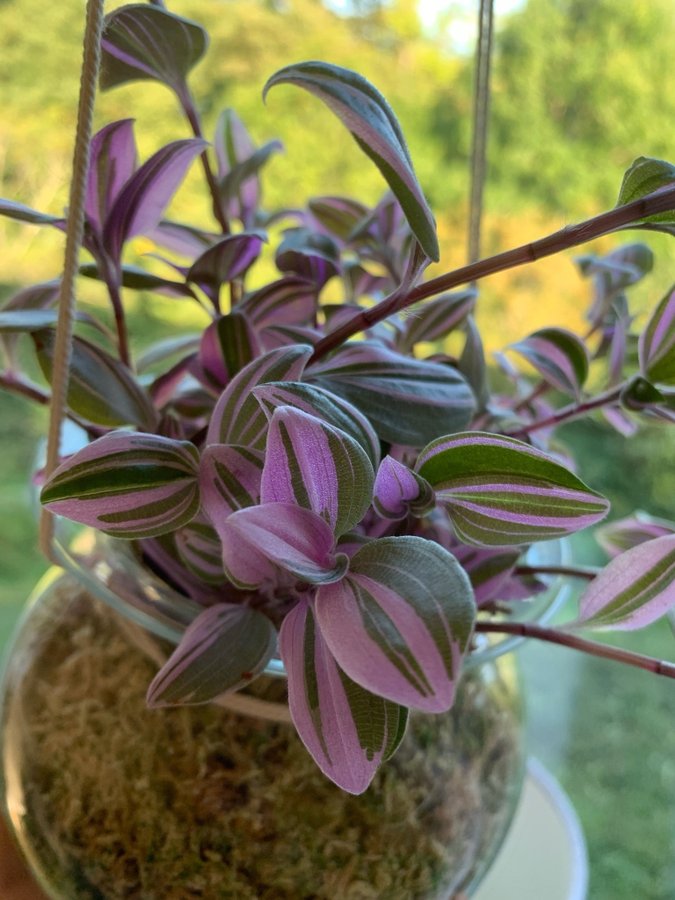 Tradescantia Mundula Fairy Wings