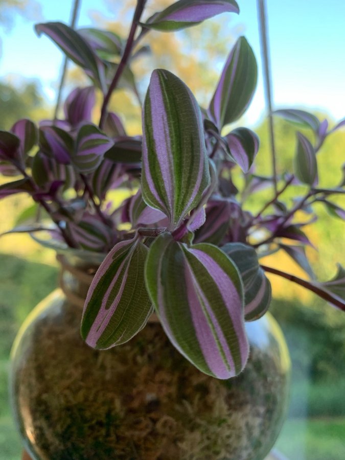 Tradescantia Mundula Fairy Wings