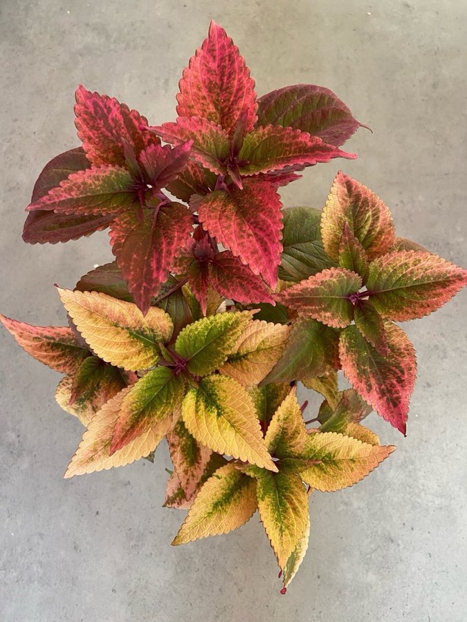 Palettblad/Coleus YES MISTRESS