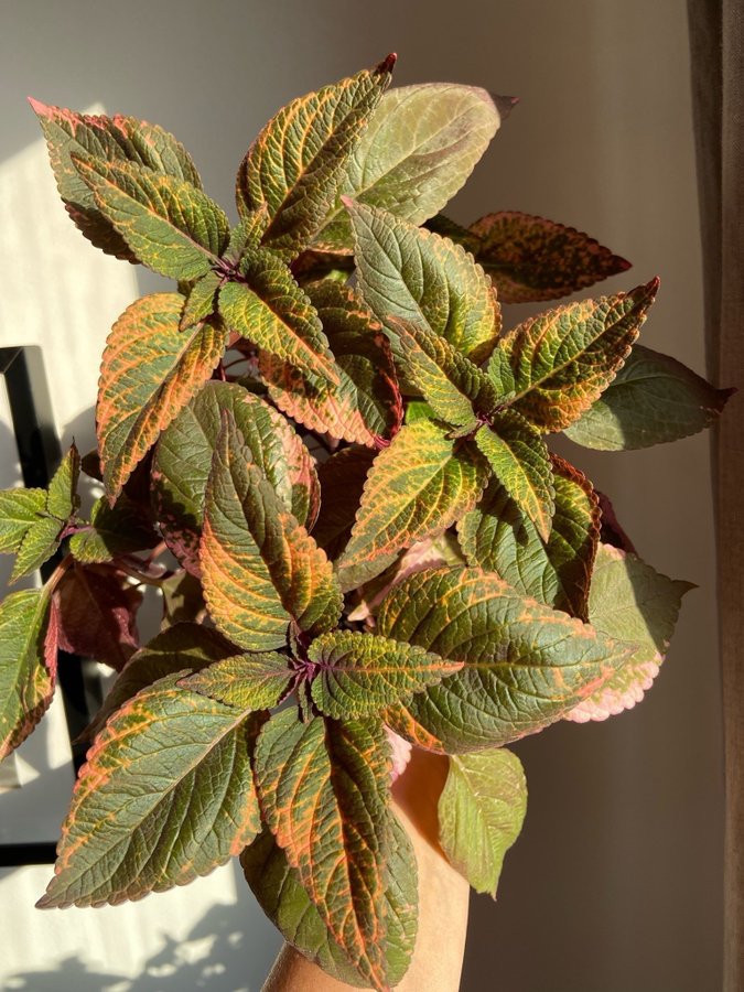 Palettblad/Coleus YES MISTRESS