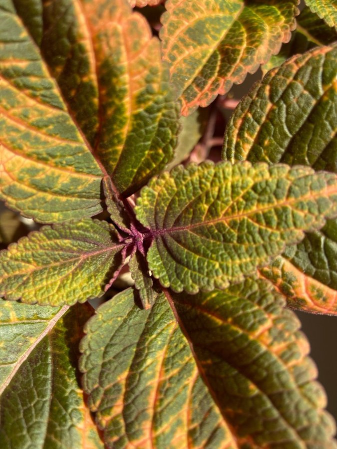 Palettblad/Coleus YES MISTRESS