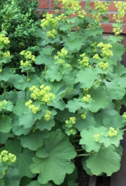 Daggkåpa Marktäckare Limegröna blommor