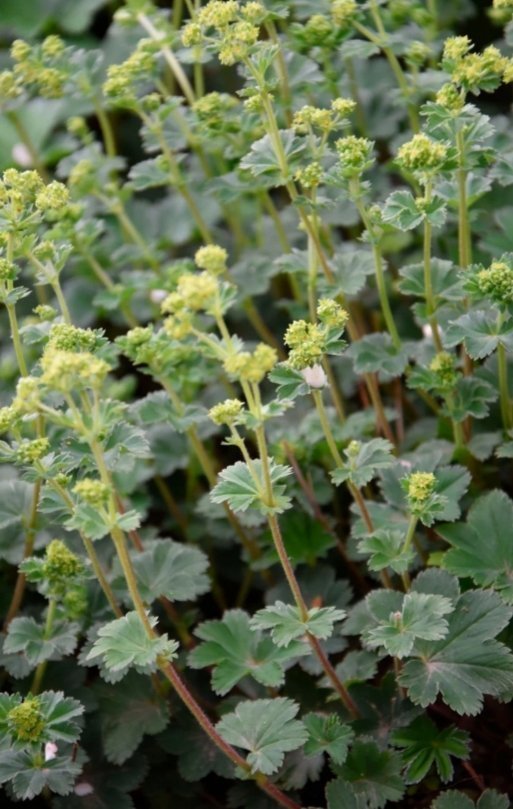 Daggkåpa Marktäckare Limegröna blommor