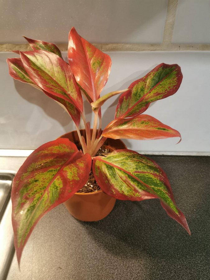 Aglaonema crete "flame"