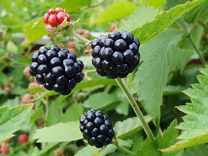 10 st björnbärs sticklingar - perfekta att plantera nu