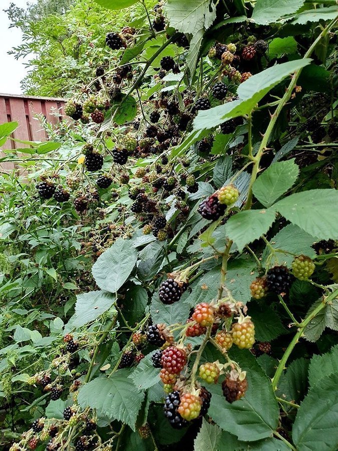 10 st björnbärs sticklingar - perfekta att plantera nu