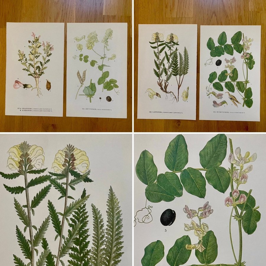 4 bilder på 2 blad (bild på båda sidorna) * Nordens flora * C.A.M. Lindman